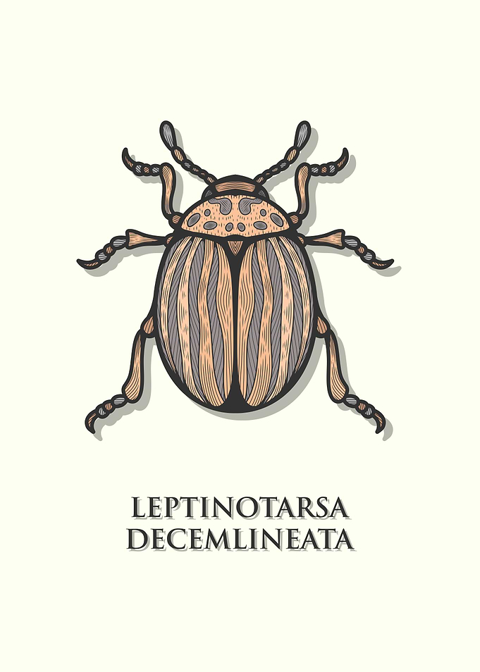 Colorado Potato Beetle