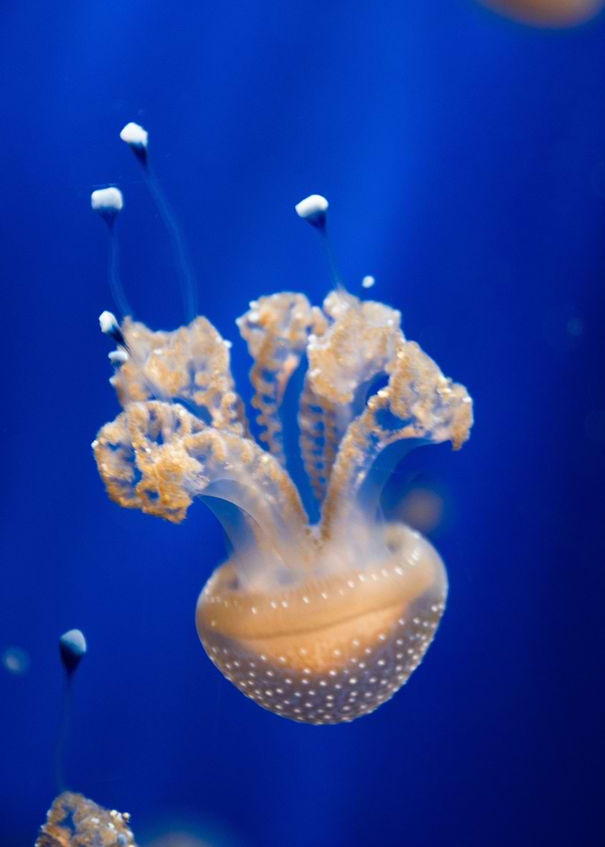 Jellyfish
