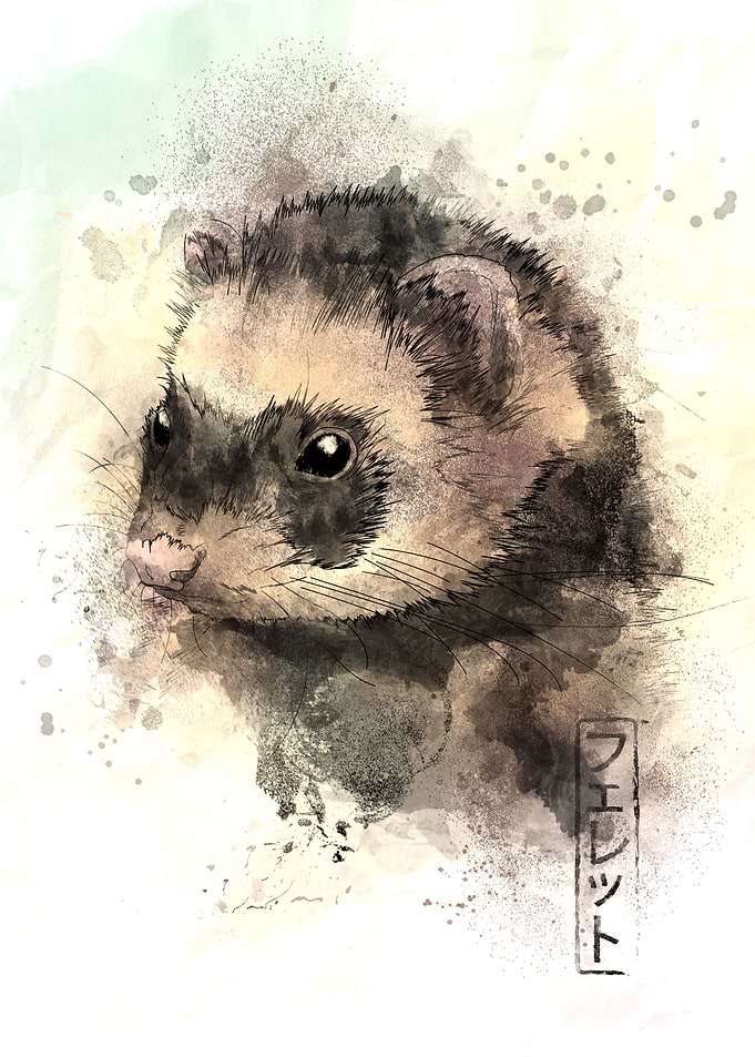 Watercolor Ferret