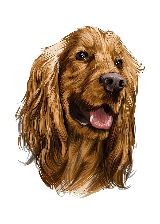 cocker spaniel head