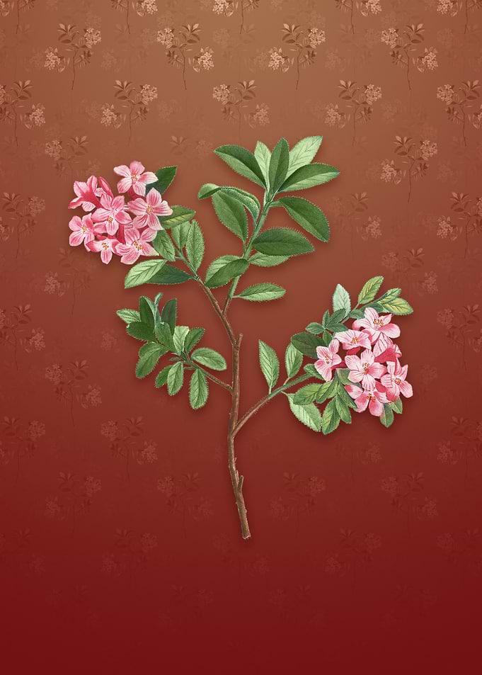 Vintage Hairy Alpenrose