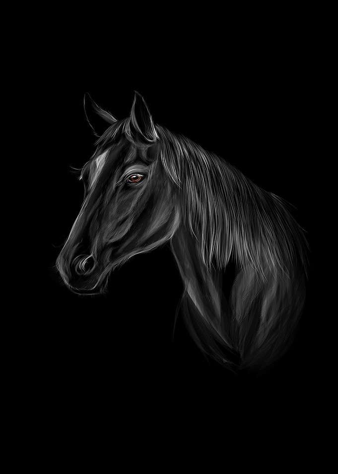 Horse head portrait