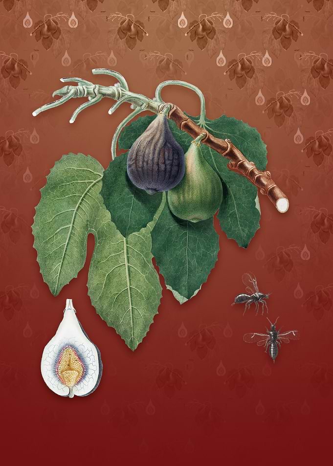Vintage Fig on Falu Red