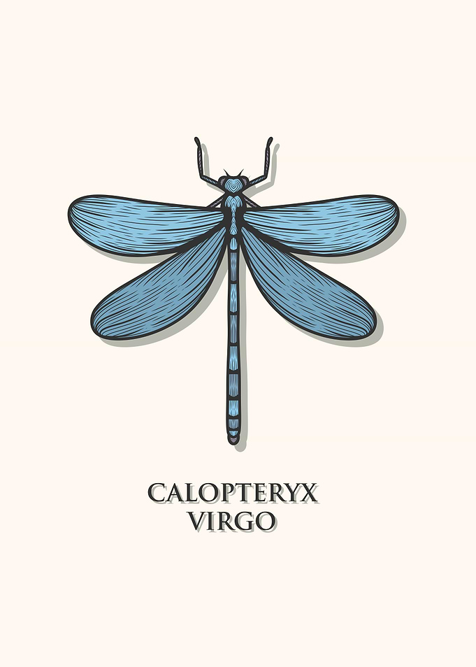 Beautiful Demoiselle