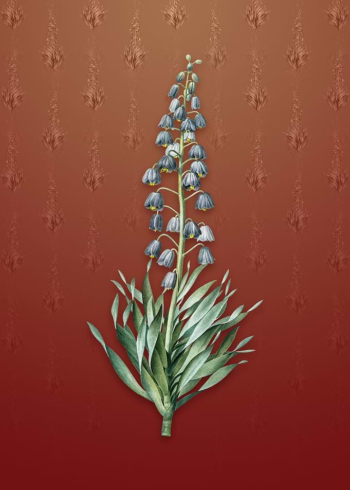 Vintage Persian Lily