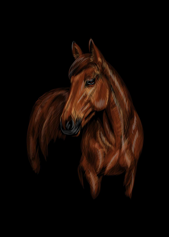 Portrait of the horse