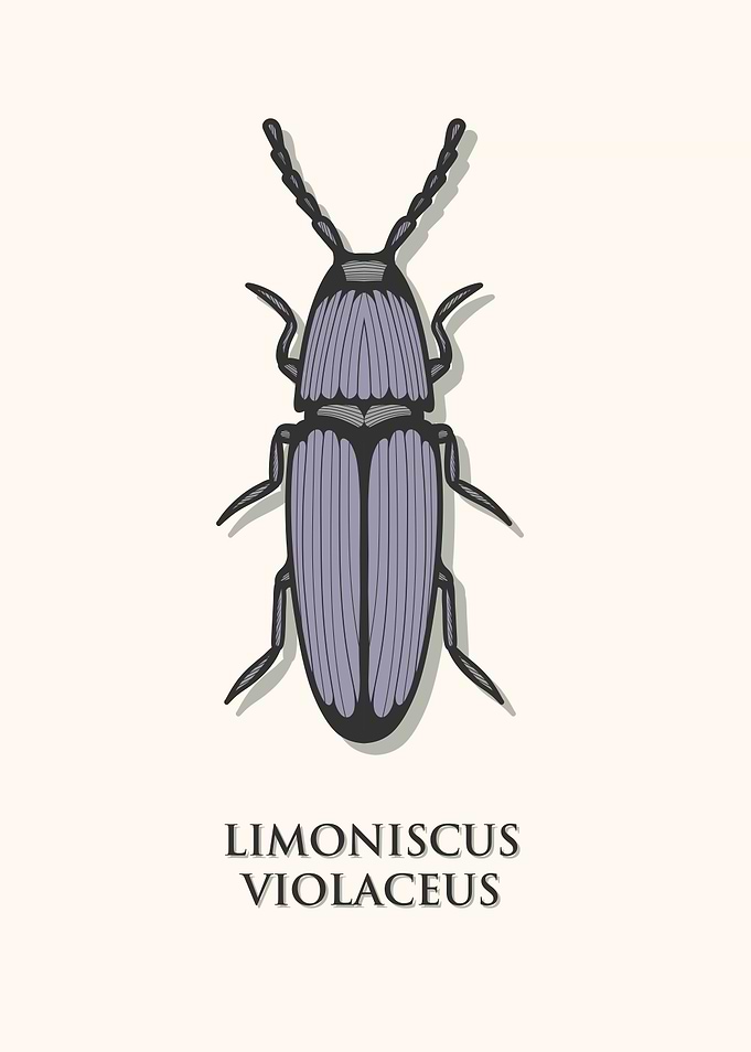 Violet Click Beetle