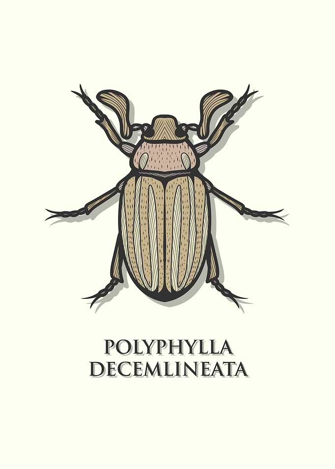 Watermelon Beetle