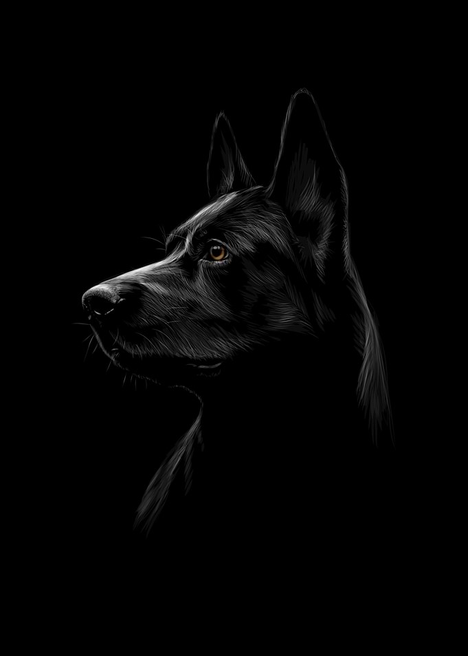 black shepherd dog