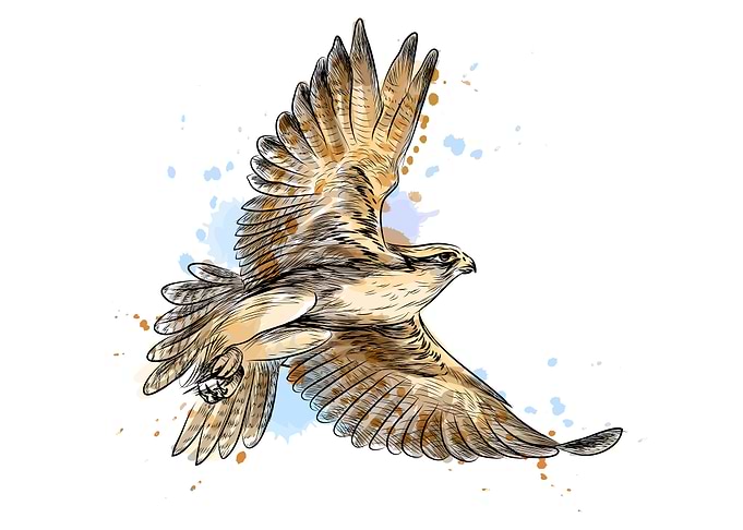 Falcon in flight