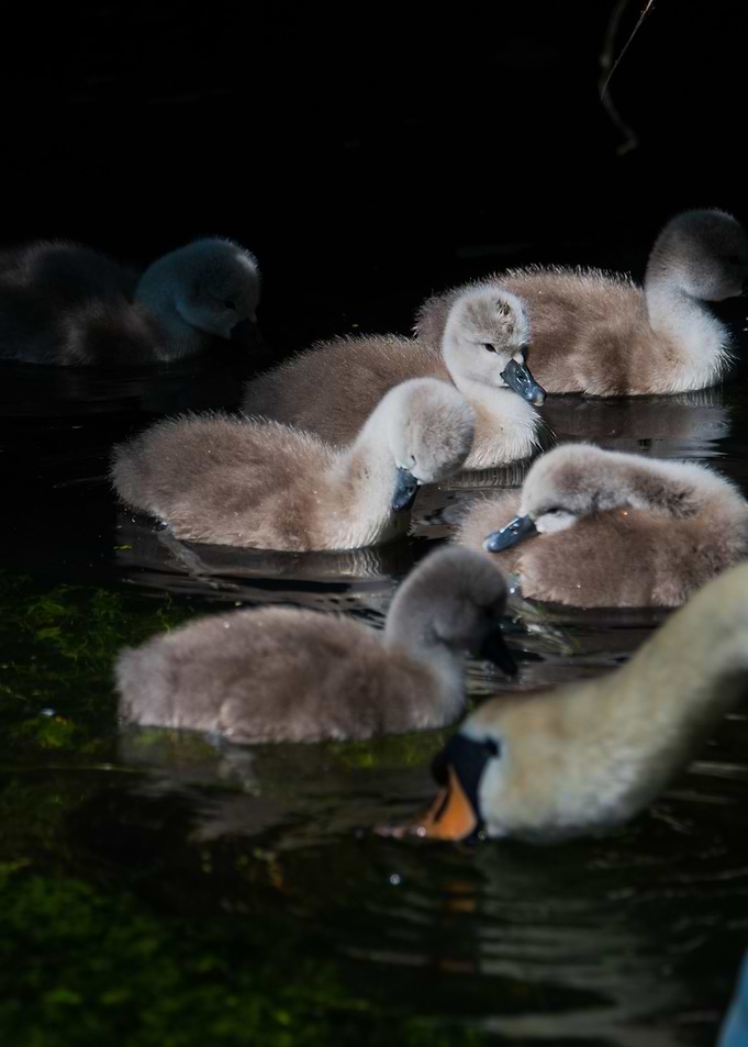 baby swans portrait