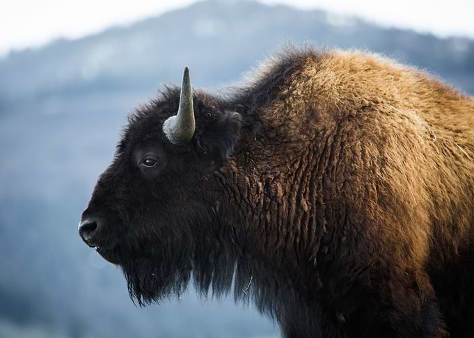 Bison in the Wilderness