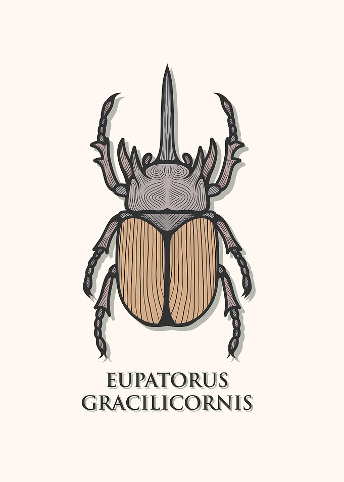 Horned Rhinoceros Beetle