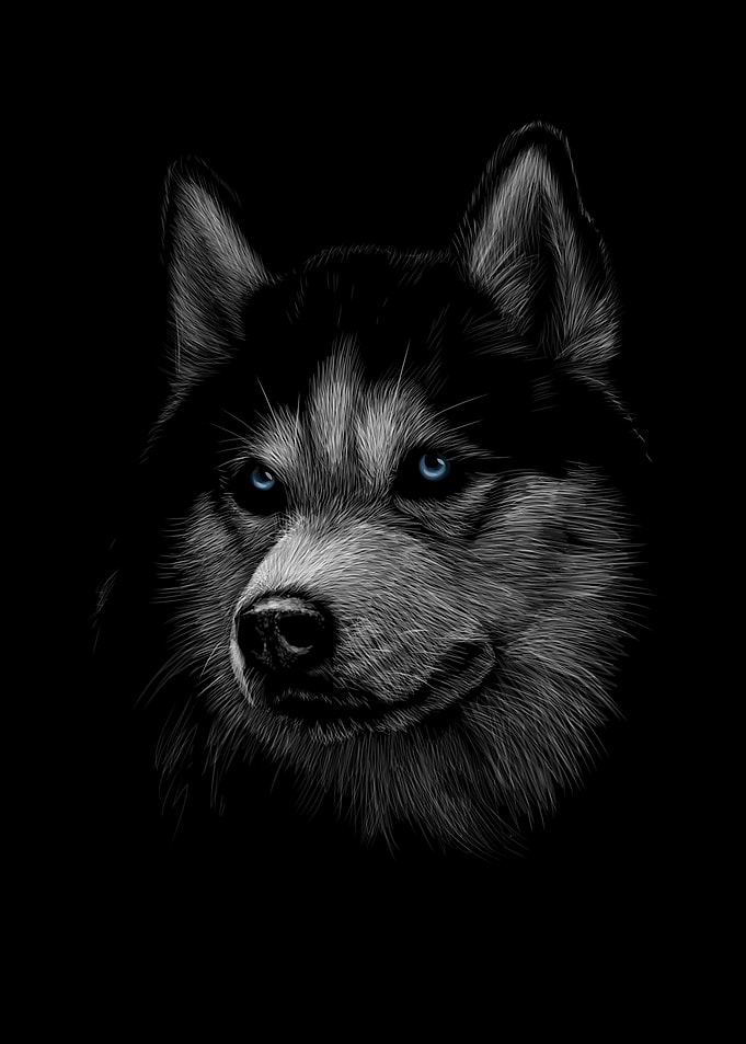 siberian husky