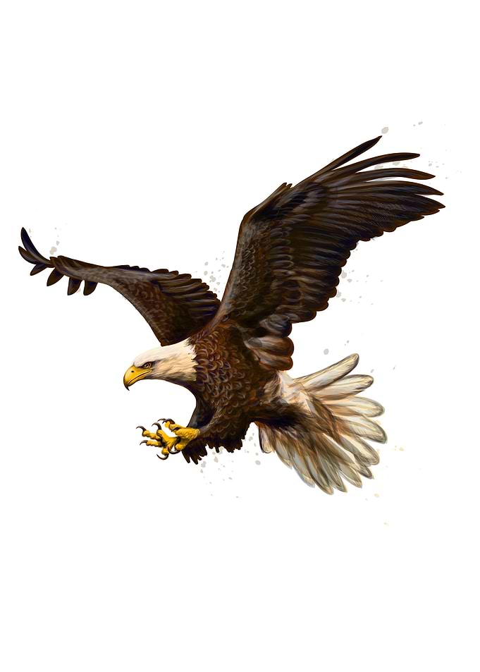 Portrait of a bald eagle