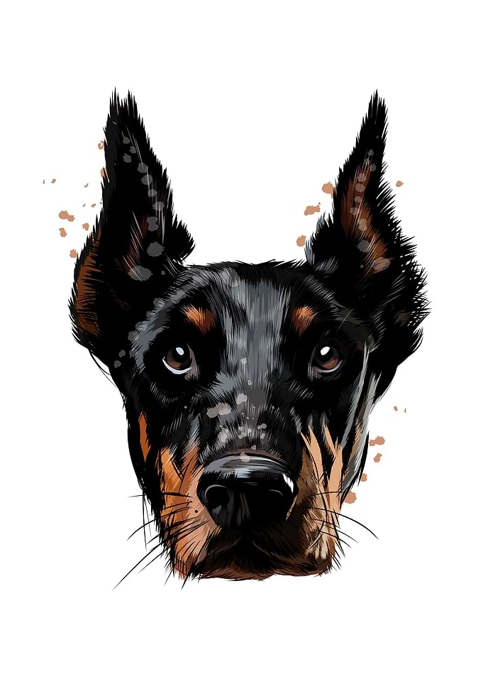 Doberman head portrait