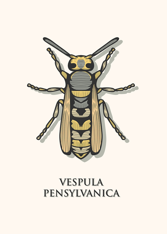 Western Yellow Jacket Wasp