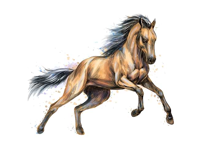 Horse run gallop