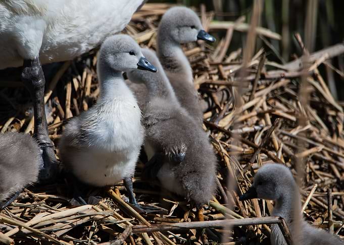 baby swan on lookout