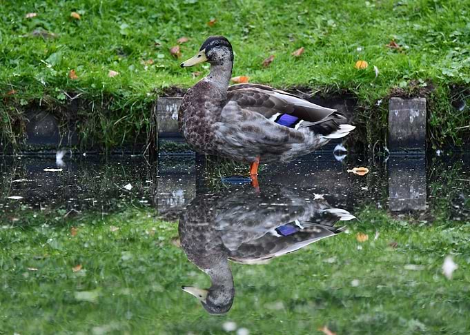 duck in water