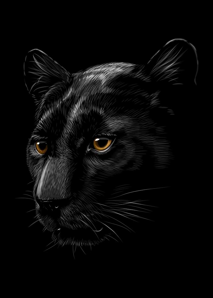 black panther isolated