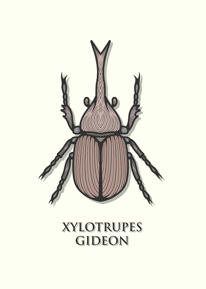 Brown Rhinoceros Beetle