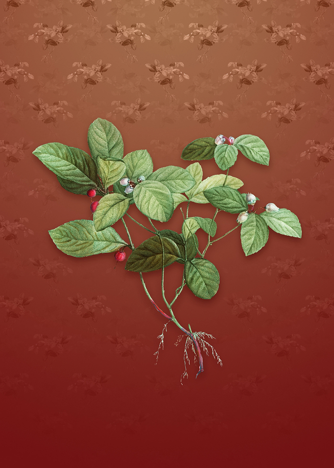 American Wintergreen Plant