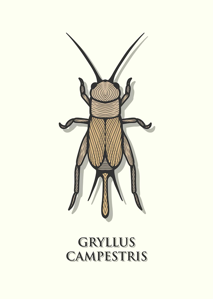 European Field Cricket
