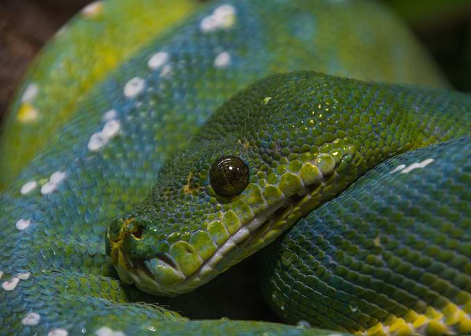 curled up snake
