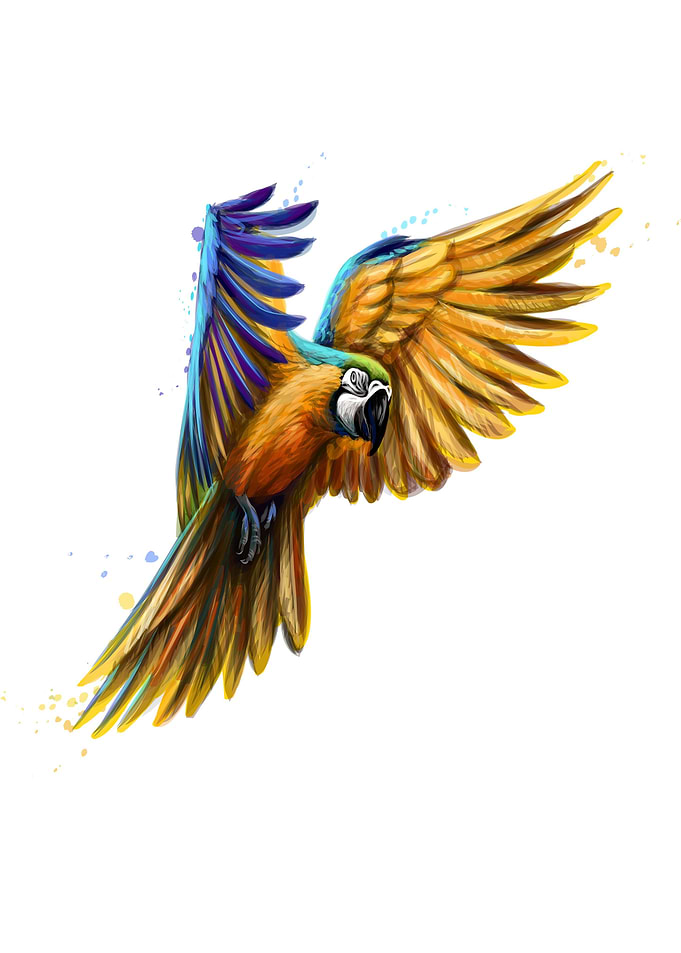 blue and yellow macaw