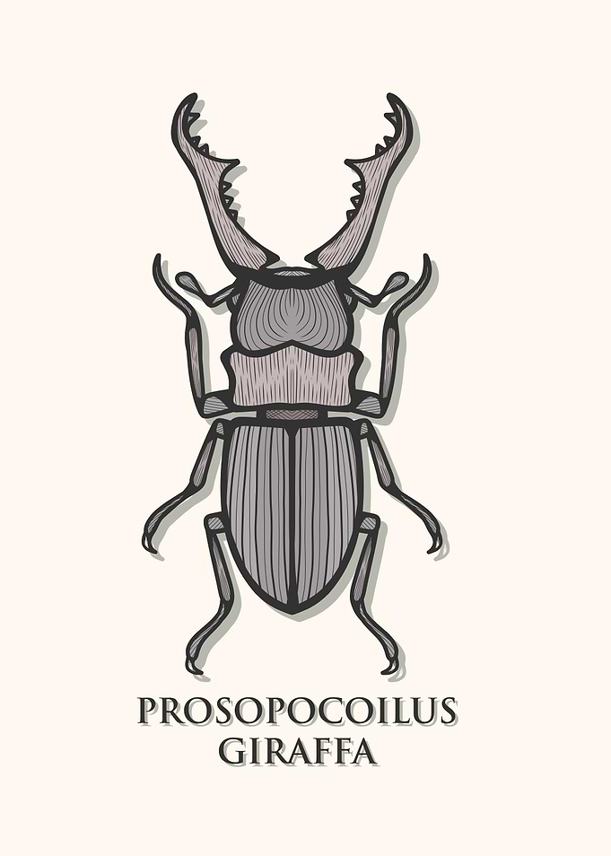 Giraffe Stag Beetle