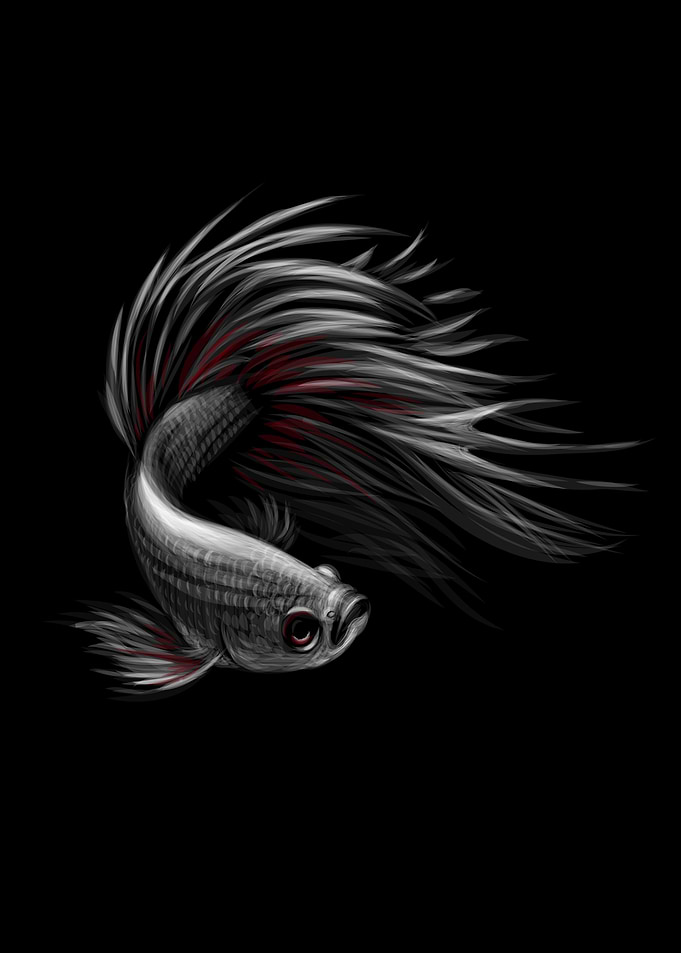 Colourful betta fish