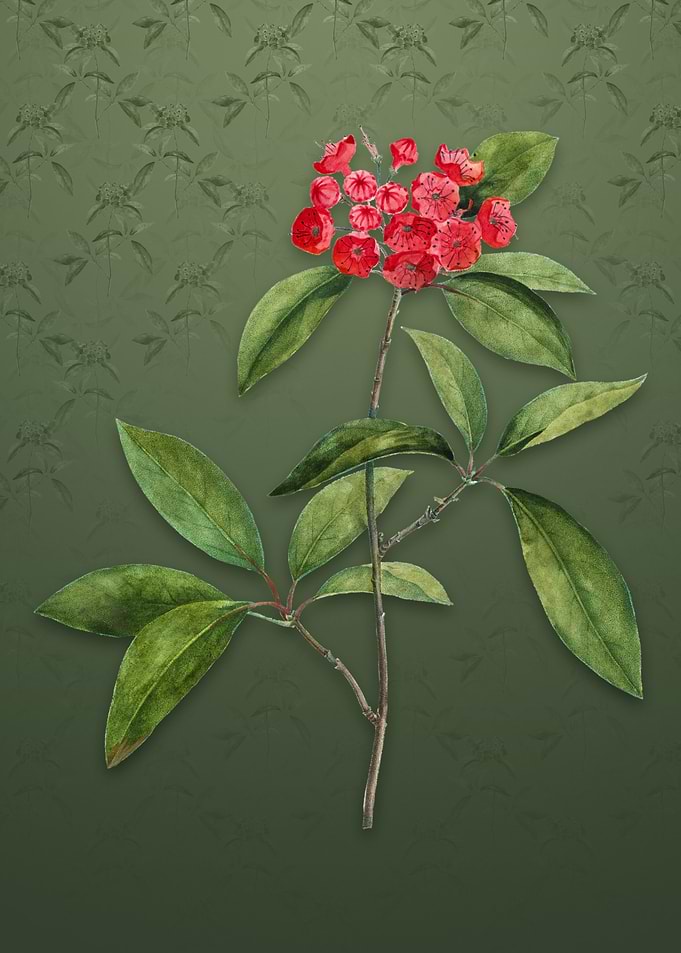 Vintage Mountain Laurel