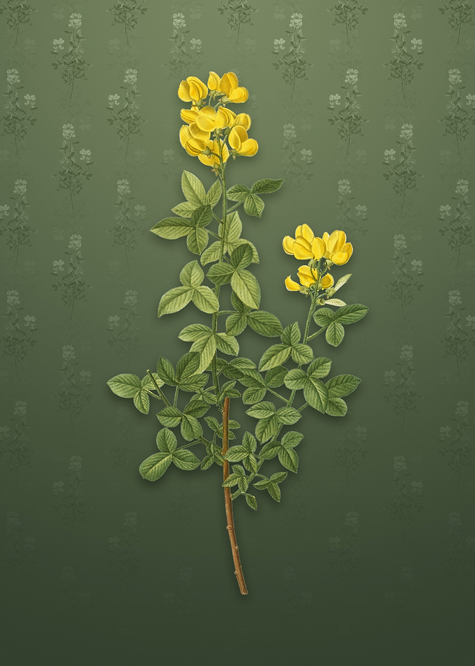Vintage Common Cytisus