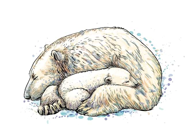Polar bear