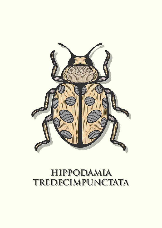 Thirteen Spot Ladybird
