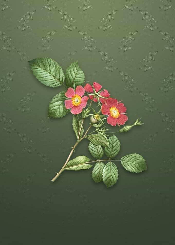Vintage Redleaf Rose