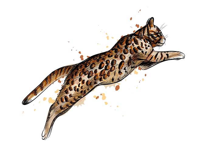 Bengal cat jumping