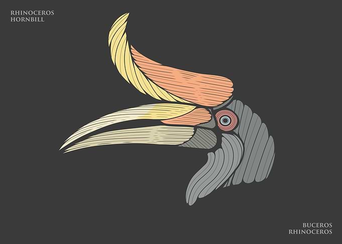 The Rhinoceros Hornbill