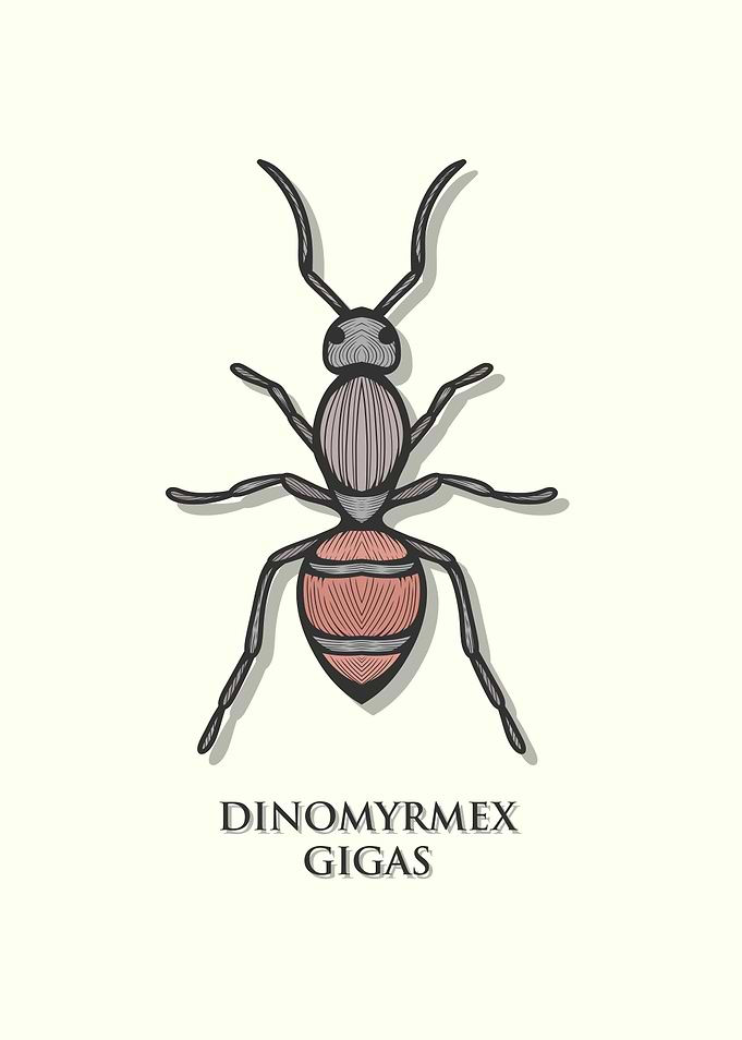Giant Forest Ant