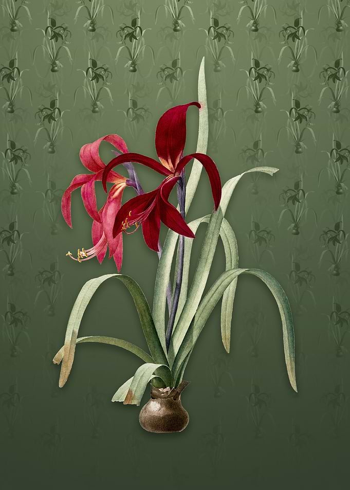 Sprekelia on Lunar Green
