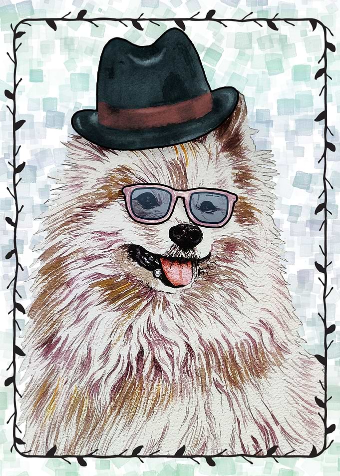 DOG POMERANIAN PORTRAIT
