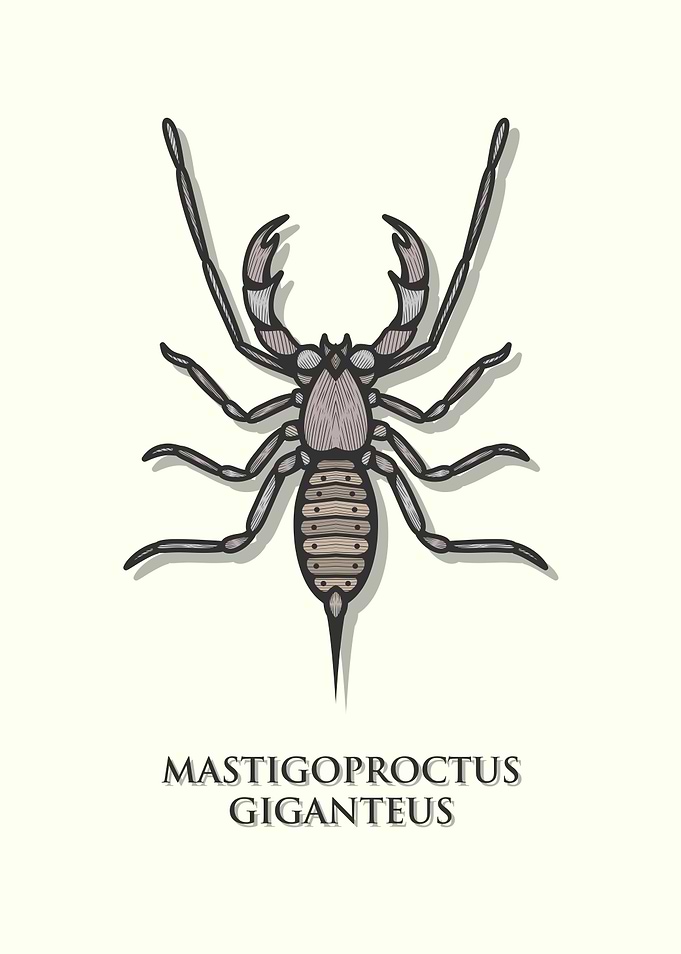 Giant Whip Scorpion