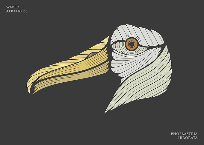 The Waved Albatross
