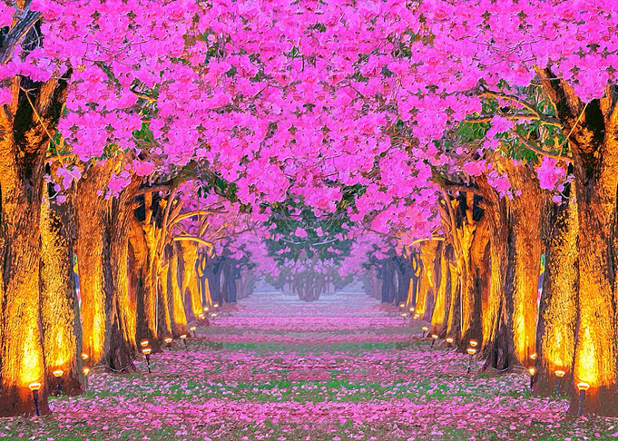 Cherry Blossom Japan