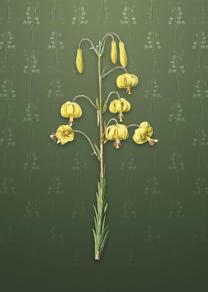 Vintage Lilium Pyrenaicum