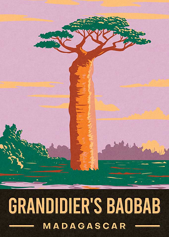 Grandidiers Baobab