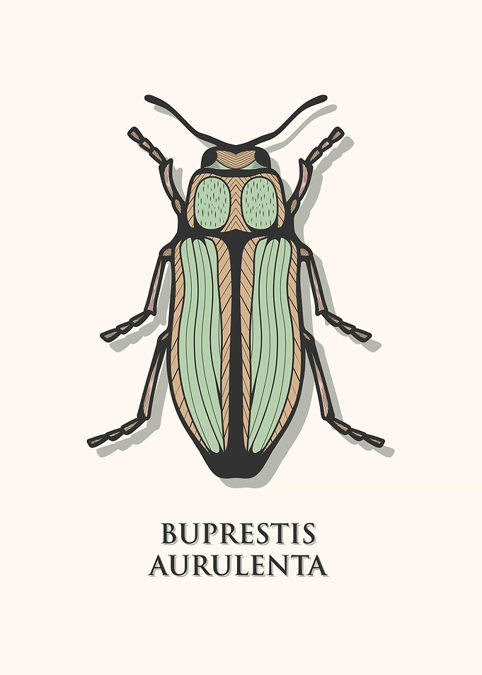 Golden Jewel Beetle