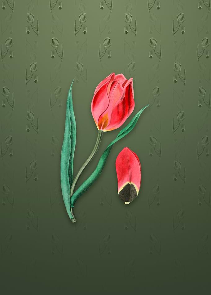 Vintage Suns Eye Tulip