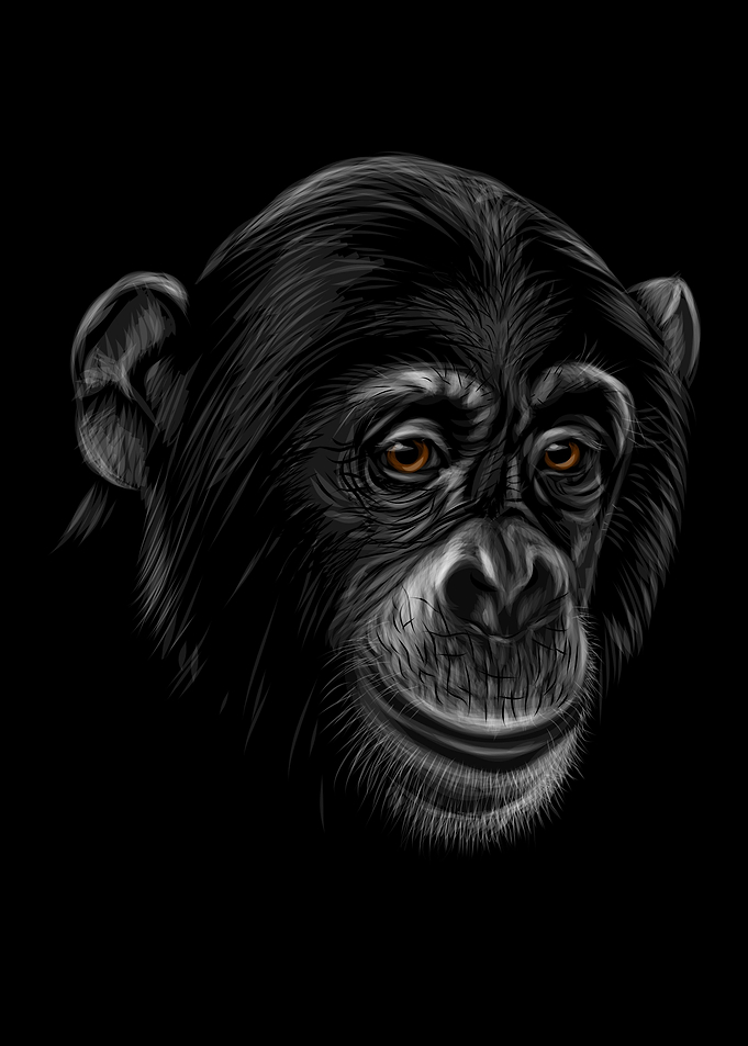 Portrait of a chimpanzee